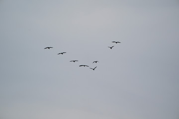 flock of birds flying in the blue sky
