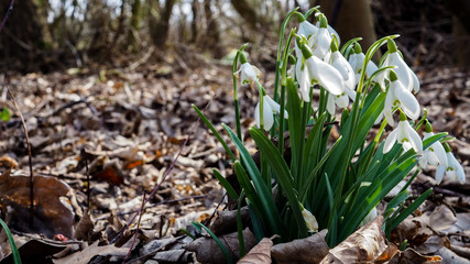 snowdrop