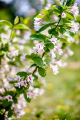 White weigela blooms in the Botanical garden 