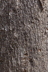 Bark tree