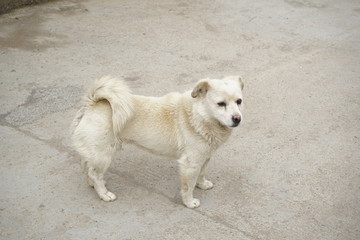 dog in Tibet