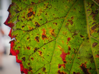 Closeup of red grape leaf. Selective focus.