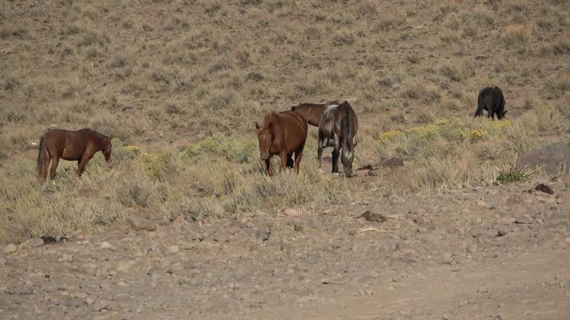 Group of wild mustangs browsing among sagebrush for food in the desert