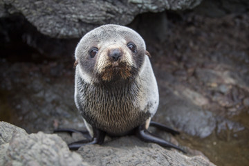 Obraz premium Cute fur seal pup resting on a rock