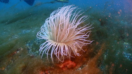 Fototapeta na wymiar Cerianthus membranaceus, the cylinder anemone or coloured tube anemone