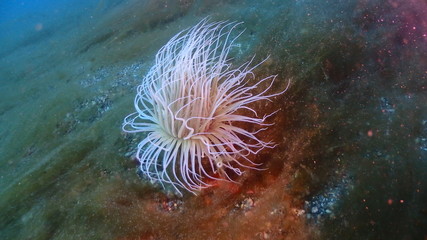Cerianthus membranaceus, the cylinder anemone or coloured tube anemone