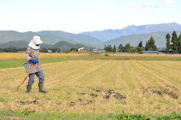 秋の収穫　稲刈り　作業をする女性　青空