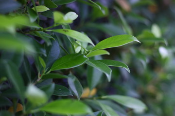 Fototapeta na wymiar green plant background in the morning