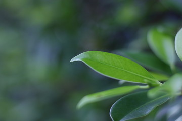 green plant background in the morning