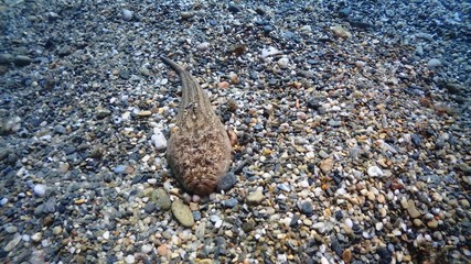Atlantic stargazer,Uranoscopus scabe © LuisMariaValero