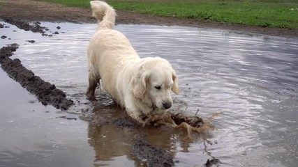 Funny video - a beautiful thoroughbred dog with joy lying in a muddy puddle - Powered by Adobe