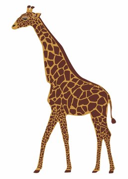 Vector illustration of a giraffe