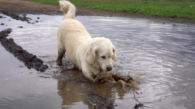 Funny video - a beautiful thoroughbred dog with joy lying in a muddy puddle