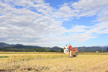 Obraz premium 稲刈り 作業をする男性 秋 収穫 青空