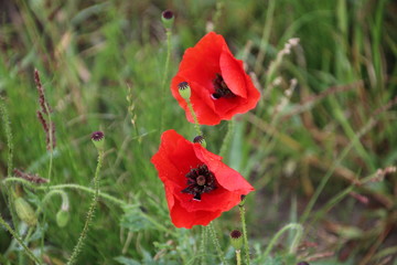 two red flowers named poppy in the grass in a garden in Nieuwerkerk aan den Ijssel in the Netherlands.