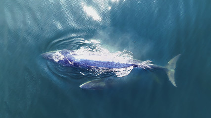 Bryde's whale and calf are swimming at Gulf of Thailand. Taking with Drone in High angle view.