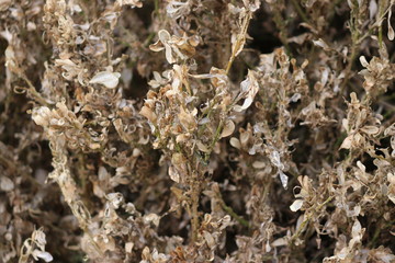 Brown hedges of boxwood due to the caterpillar named Cydalima perspectalis which is plague in the Netherlands.