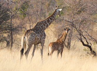 Adult giraffe with a young, in Namibia
