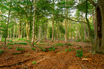 Mixed Woodland 2