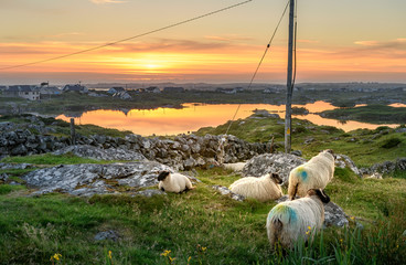 Ireland Sunset at a lake with sheep near Clifden, Roundstone and Connemara in Ireland