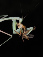 Indische Gottesanbeterin - Hierodula membranacea