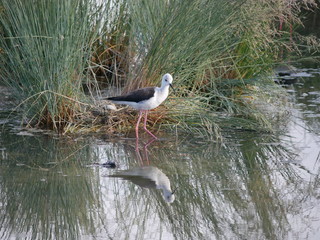 Cavaliere d'Italia, simbolo del parco nazionale Delta del Po regione Emilia Romagna