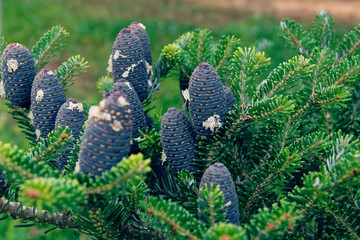 pine cones on a blue christmas tree.