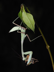 Indische Gottesanbeterin - Hierodula membranacea