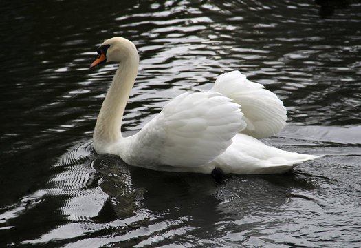 Big white swan on the water surface