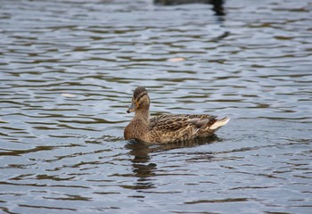 Утка в воде