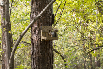 protein eating at the feeder in the woods