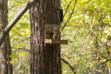 protein eating at the feeder in the woods