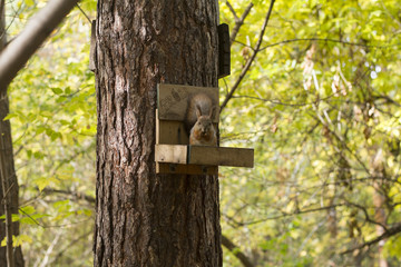 protein eating at the feeder in the woods