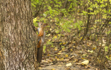 squirrel in the hollow tree