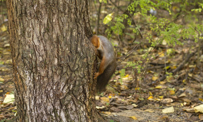 squirrel in the hollow tree