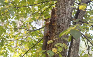 squirrel on a tree in the forest