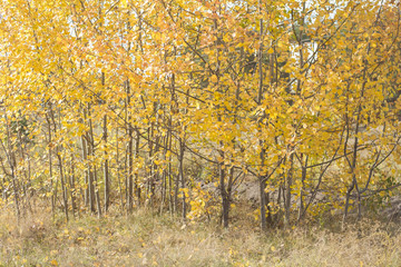 yellow birches in autumn