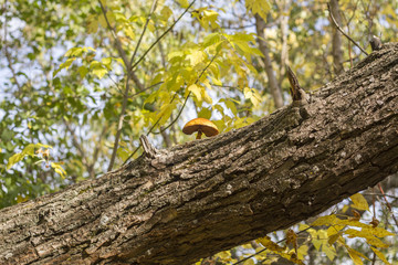 the fungus grows on a tree