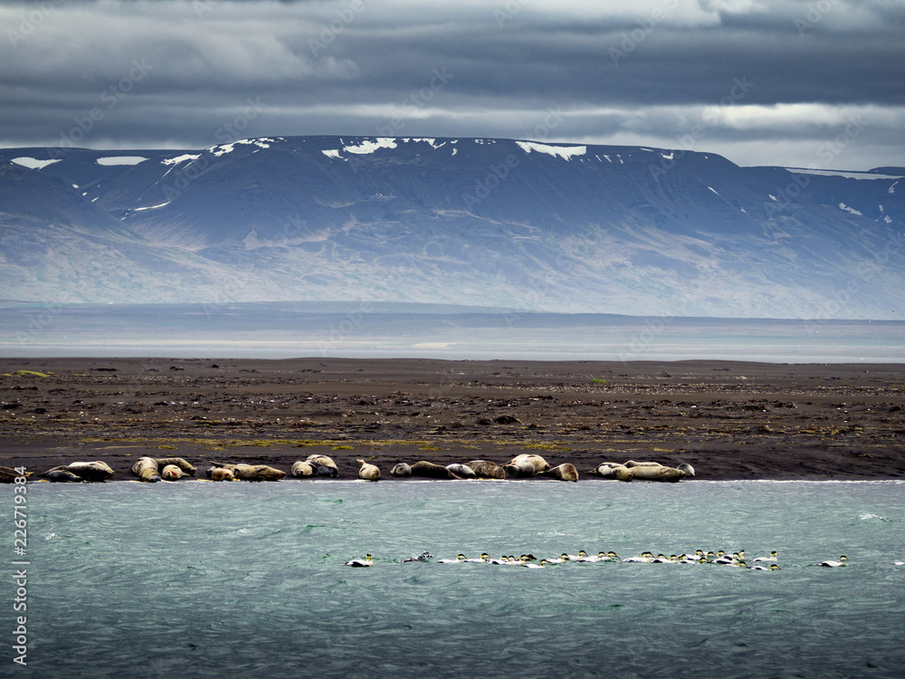 Wall mural seals on the fjord coast in iceland