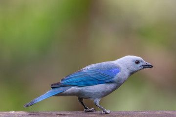 Blue-grey Tanager