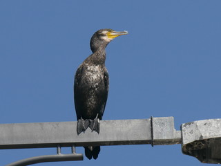 Cormorano nel parco nazionale Delta del Po regione Emilia Romagna