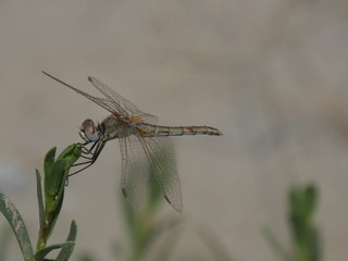 Libellula nel parco nazionale Delta del Po regione Emilia Romagna