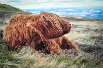 Highland cow