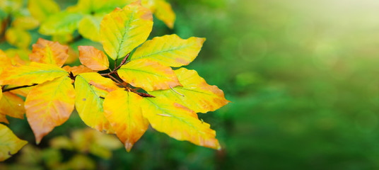Yellow autumn beech leaves isolated on sunny background.