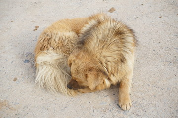 dog in Tibet
