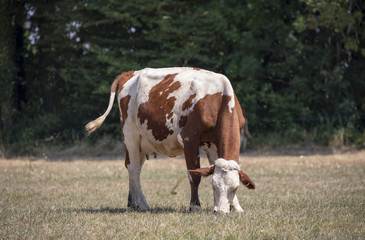 Grazing red and white cow, Montbeliard, a lot of flies, standing in the middle of a dry meadow,...