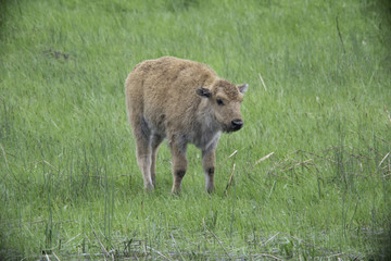 Bison