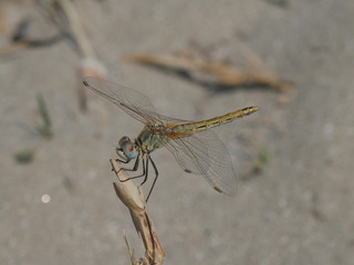 Libellula nel parco nazionale Delta del Po regione Emilia Romagna