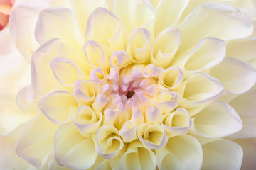 Close up of chrysanthemum