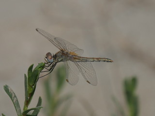 Libellula nel parco nazionale Delta del Po regione Emilia Romagna